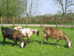 Photograph of Bulno Goats Cheese