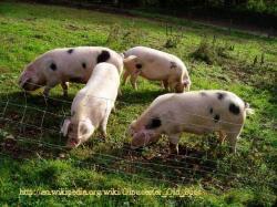 Photograph of The Burches Herd - Gloucestersire Old Spot Pigs