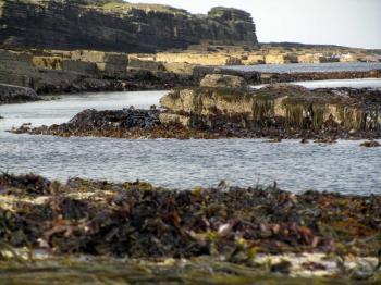 Photograph of Shore - The Scottish Seaweed Company