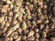 Thumbnail for article : Emergency Pesticide Authorisation To Protect Sugar Beet Crop Conditionally Approved