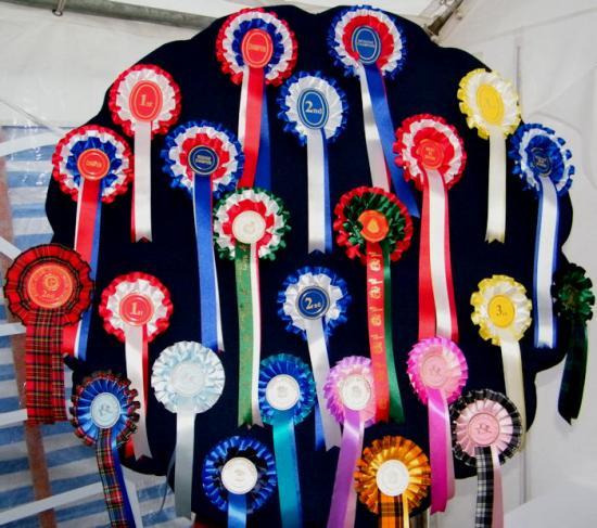 Photograph of Gwen's Rosettes Found At Caithness County Show