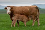 Thumbnail for article : Dingwall And Highland Marts Ltd - Sales 17 April 2024