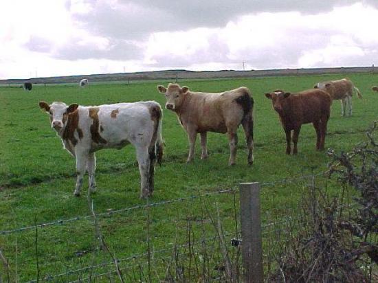 Photograph of SRUC Vets Warn of Blackleg Increase in Caithness Area