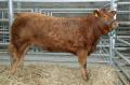 Thumbnail for article : Dingwall & Highland Marts 4th Anniversary Show and Sale Of Store Cattle