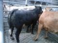 Thumbnail for article : Dingwall Mart - Sale 31 July