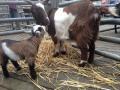 Thumbnail for article : Dingwall & Highland Marts - Rare Breeds Sale
