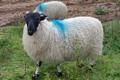 Thumbnail for article : Dingwall & Highland Marts Ltd - Lochmaddy Lamb Sales