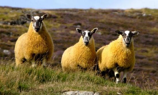 Photograph of Dingwall & Highland Marts Ltd - Lamb Sales 31 August 2016