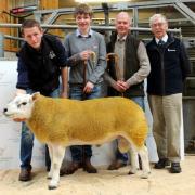 Thumbnail for article : Dingwall and Highland Marts Ltd - Sale 24 September 2016 - Overall Show Champion Photo