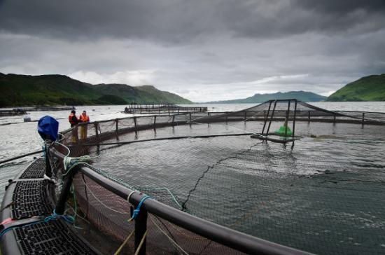 Photograph of Aquaculture supply chain £1m innovation fund open