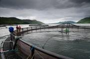 Thumbnail for article : Aquaculture supply chain £1m innovation fund open