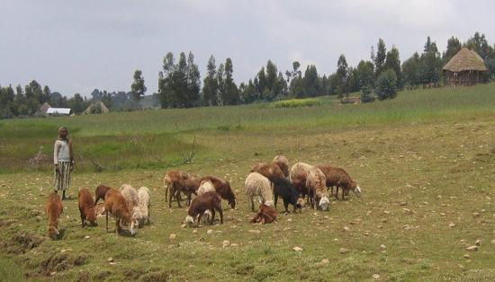 Photograph of New SRUC Research Validates Traditional Healers' Claims Over Parasite Infections In Ethiopia