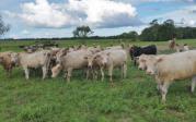 Thumbnail for article : Dingwall & Highland Marts Ltd - Sale 4 July 2017
