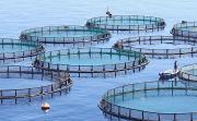 Thumbnail for article : Scottish Expertise Goes On Show At World's Biggest Aquaculture Technology Fair