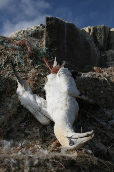 Photograph of Report highlights threat of marine plastics to seabirds