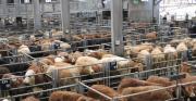 Thumbnail for article : Changes To Commission Rates At Aberdeen And Northern Marts