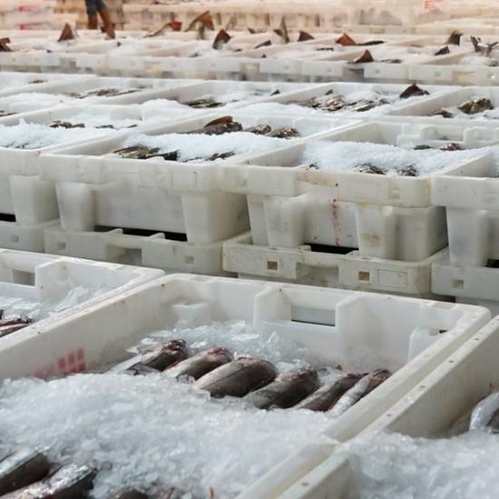 Photograph of Brussels Fishery Talks On Quotas