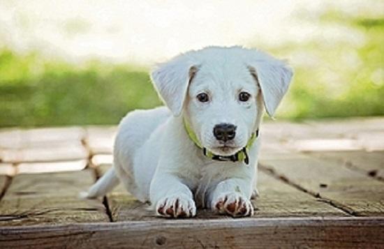 Photograph of Lucy's Law Spells The Beginning Of The End For Puppy Farming