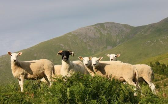 Photograph of Raising the baa on sheep health and nutrition