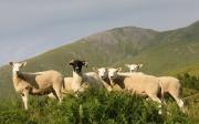 Thumbnail for article : Raising the baa on sheep health and nutrition