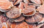 Thumbnail for article : Suspension Of Scallop Fishing In Parts Of The North Sea