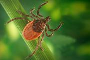 Thumbnail for article : Rare tick-borne infections diagnosed in England