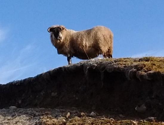 Photograph of £5m Precision Technology Project To Focus On Sheep Welfare Management