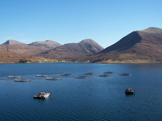 Photograph of Wider Economic Impacts Of Scottish Aquaculture
