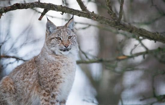 Photograph of New Wildlife Discovery Centre Receives £1m Hie Funding