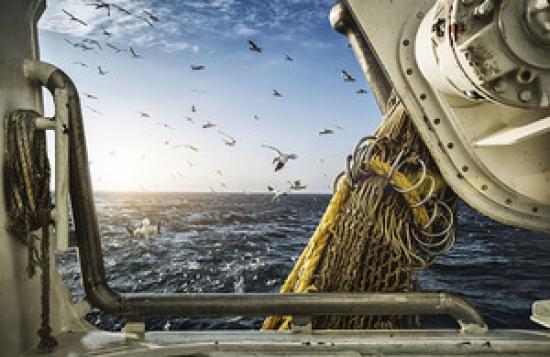 Photograph of New Guidance Published To Support Commercial Fishers, Merchants And Exporters From 1 January 2021