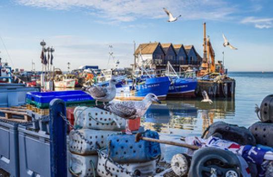 Photograph of Additional Mackerel Quota In Area 7d