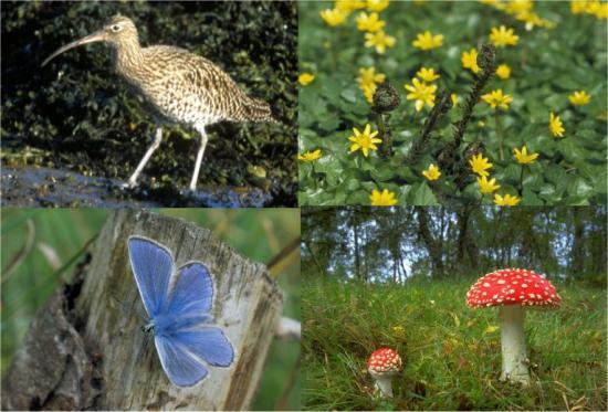 Photograph of Combating Biodiversity Loss - New Centre Of Expertise In Biodiversity Announced
