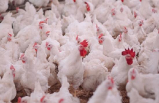 Photograph of Avian Influenza Incursion Risk Raised To High In Great Britain