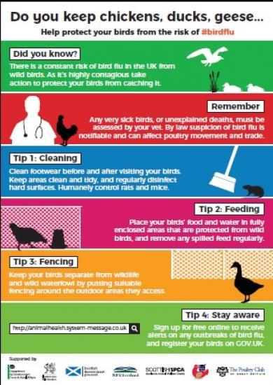 Photograph of New Housing Measures To Protect Poultry And Captive Birds Against Avian Flu