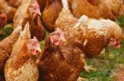 Thumbnail for article : Avian Influenza Bird Flu Latest Situation