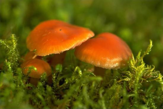 Photograph of 30% Of Scotland's Land To Be Protected For Nature