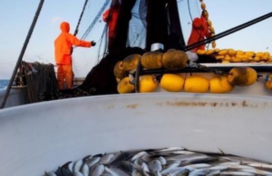 Photograph of Fish Exporters Prepare Now For 1 January 2021