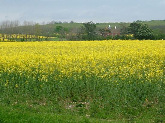 Photograph of Increase In Agricultural Production For 2020 In Scotland