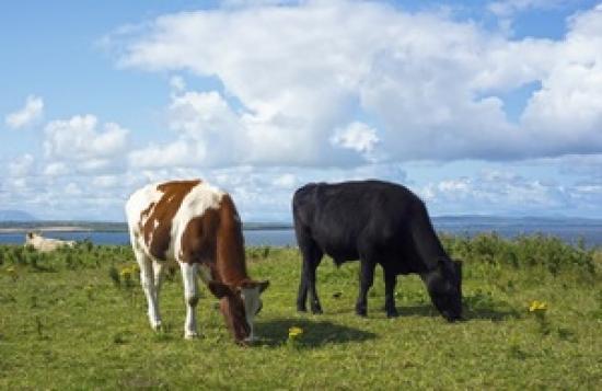 Photograph of Clinical Research Organisation Identified To Lead Bovine TB Cattle Vaccination Field Trials