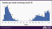 Thumbnail for article : Deaths Involving Covid-19 Week 5: 1 Feb-7 Feb - National Registers For Scotland