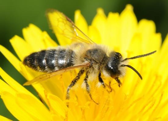 Photograph of A Common Soil Pesticide Cut Wild Bee Reproduction By 89% - Here's Why Scientists Are Worried
