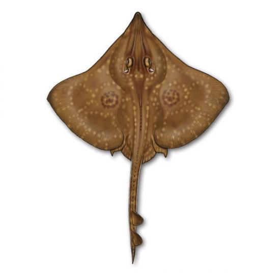 Photograph of Safeguarding Flapper Skate