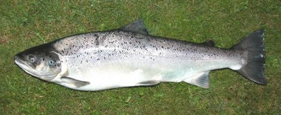 Photograph of Scottish Salmon And Sea Trout Fishery Statistics For The 2020 Season