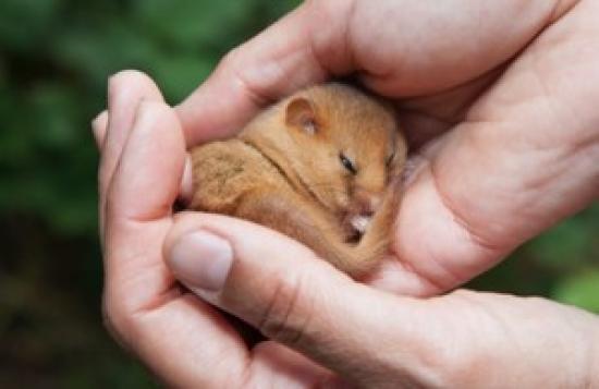 Photograph of 1,000th Hazel Dormouse Reintroduced To The UK