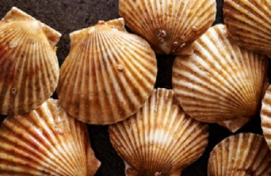 Photograph of King Scallop Fishery Closure To Protect Stocks