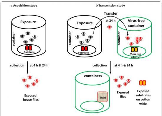 Photograph of Have You Wondered If House Flies Can Transmit Covid 19 (SARS-CoV-2)?