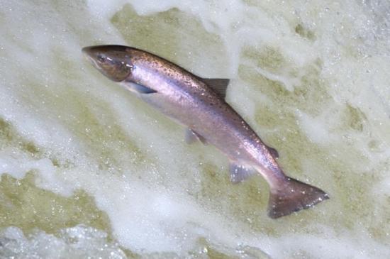 Photograph of Conserving Wild Salmon
