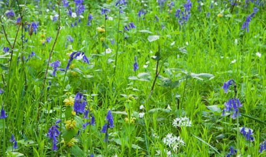 Photograph of ‘highlife Wildlife' Online Schools Week