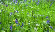 Thumbnail for article : ‘highlife Wildlife' Online Schools Week