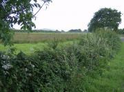 Thumbnail for article : Growing Bigger Prickly Hedges Can Reduce The Chance Of Extreme Weather - And A Lot More